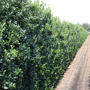 QuickHedge Hulsthaag 'Heckenpracht' (kant en klaar haag)